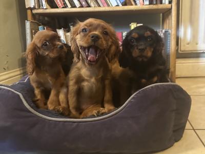 IKC Registered Cavalier King Charles puppies in Wexford
