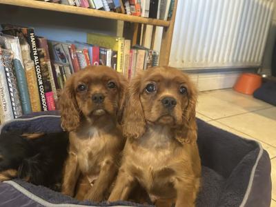 IKC Registered Cavalier King Charles puppies in Wexford
