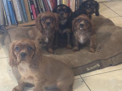 IKC Registered Cavalier King Charles puppies in Wexford
