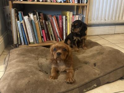 IKC Registered Cavalier King Charles puppies in Wexford