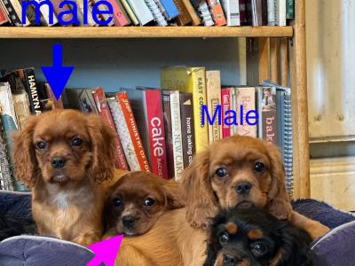 IKC Registered Cavalier King Charles puppies in Wexford