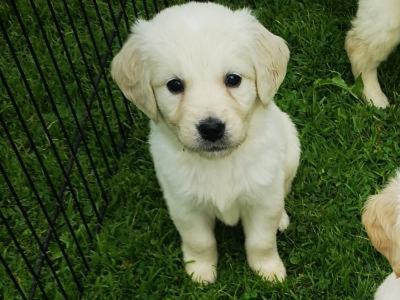 Beautiful Purebred Golden Retriever puppies from champion bloodlines in Galway
