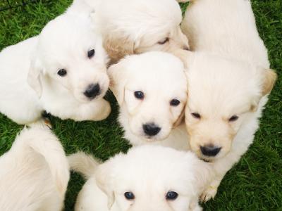 Beautiful Purebred Golden Retriever puppies from champion bloodlines in Galway