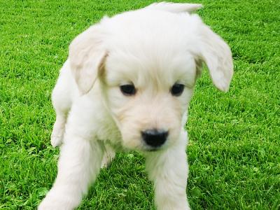 Beautiful Purebred Golden Retriever puppies from champion bloodlines in Galway