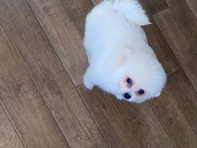 13/09/25 Tea Cup Pomeranian puppy in Galway, for good home only