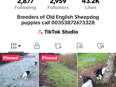 IKC registered Old English Sheepdog puppies for sale