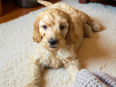 Miniature female Cockapoo puppy in Galway