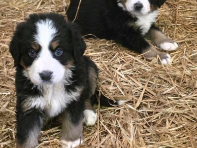 IKC Registered(pending) Bernese Mountain Dog puppies in Leitrim