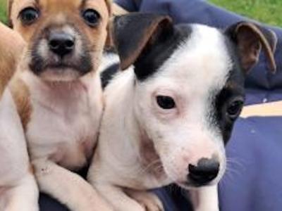 2 beautiful Jack Russell puppies in Tipperary