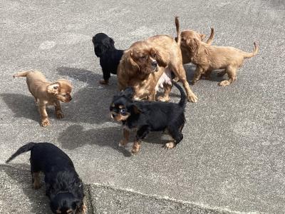 Cavalier King Charles puppies in Wicklow - Vet Checked- No Murmurs