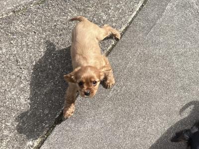 Cavalier King Charles puppies in Wicklow - Vet Checked- No Murmurs