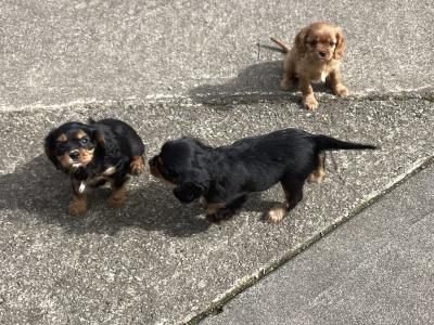 Cavalier King Charles puppies in Wicklow - Vet Checked- No Murmurs