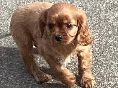 Cavalier King Charles puppies in Wicklow - Vet Checked- No Murmurs