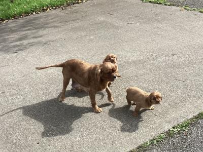Cavalier King Charles puppies in Wicklow - Vet Checked- No Murmurs