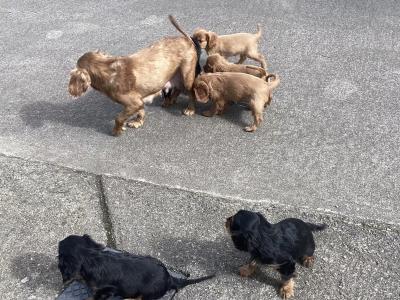 Cavalier King Charles puppies in Wicklow - Vet Checked- No Murmurs