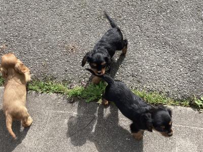 Cavalier King Charles puppies in Wicklow - Vet Checked- No Murmurs
