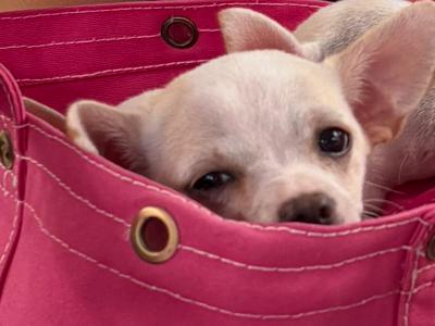 Only 1 left!! Purebred smooth coat female teacup Chihuahua 3 month old puppy in Malahide
