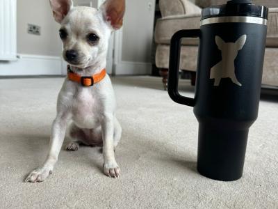 Only 1 left!! Purebred smooth coat female teacup Chihuahua 3 month old puppy in Malahide