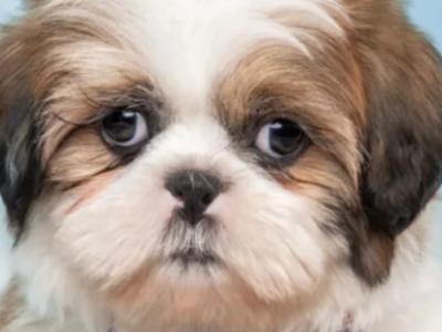 Shih Tzu puppies in Carlow