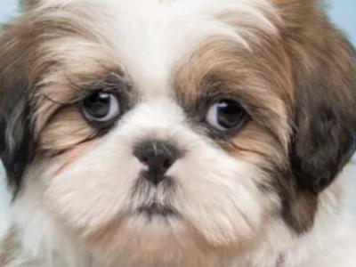 Shih Tzu puppies in Carlow