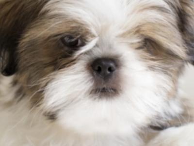 Shih Tzu puppies in Carlow