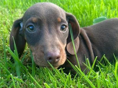 Chocolate miniature Dachshund puppies in Monaghan