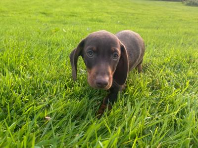 Chocolate miniature Dachshund puppies in Monaghan