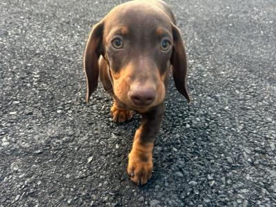 Chocolate miniature Dachshund puppies in Monaghan