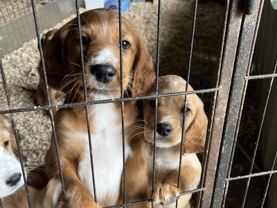 Red Setter x Golden Cocker Spaniel pups in Westmeath