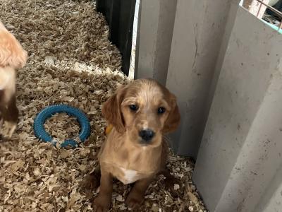 Red Setter x Golden Cocker Spaniel pups in Westmeath