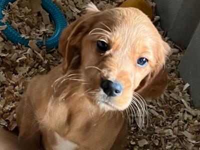 Red Setter x Golden Cocker Spaniel pups in Westmeath