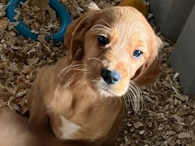 Red Setter x Golden Cocker Spaniel puppies in Westmeath