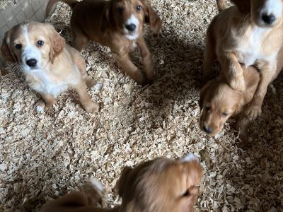 Red Setter x Golden Cocker Spaniel pups in Westmeath