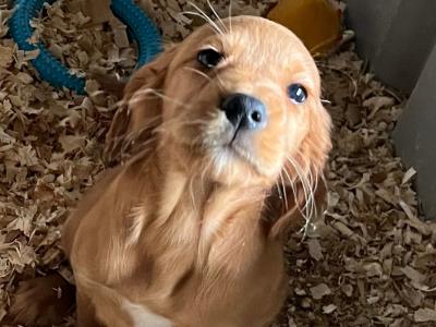Red Setter x Golden Cocker Spaniel pups in Westmeath