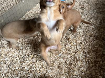 Red Setter x Golden Cocker Spaniel pups in Westmeath