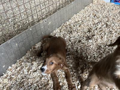 Red Setter x Golden Cocker Spaniel pups in Westmeath