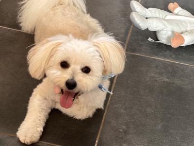 Female Pomeranian x Bichon Frise puppy 9 months old in Waterford