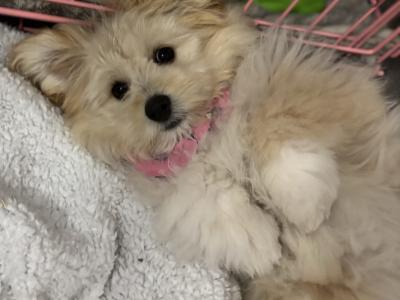 Female Pomeranian x Bichon Frise puppy 9 months old in Waterford