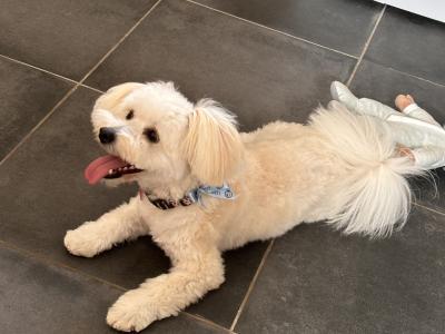 Female Pomeranian x Bichon Frise puppy 9 months old in Waterford