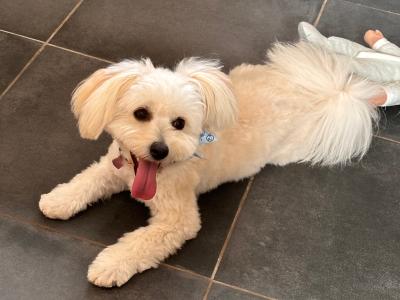 Female Pomeranian x Bichon Frise puppy 9 months old in Waterford