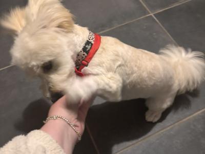 Female Pomeranian x Bichon Frise puppy 9 months old in Waterford