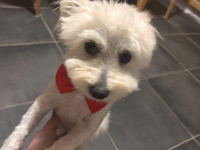 Female Pomeranian x Bichon Frise puppy 9 months old in Waterford