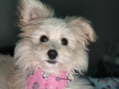 Female Pomeranian x Bichon Frise puppy 9 months old in Waterford