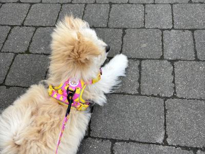 Female Pomeranian x Bichon Frise puppy 9 months old in Waterford