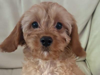 Cavapoo puppies in Kilkenny