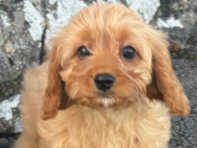 Cavapoo puppies in Kilkenny