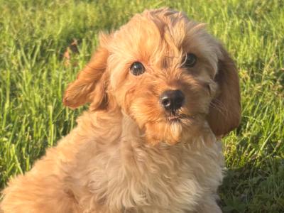 Cavapoo puppies in Kilkenny