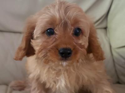 Cavapoo puppies in Kilkenny