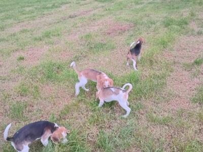 Beagle x Harrier Terrier puppies in Laois