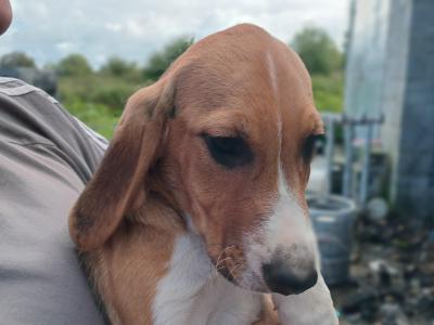 Beagle x Harrier Terrier puppies in Laois